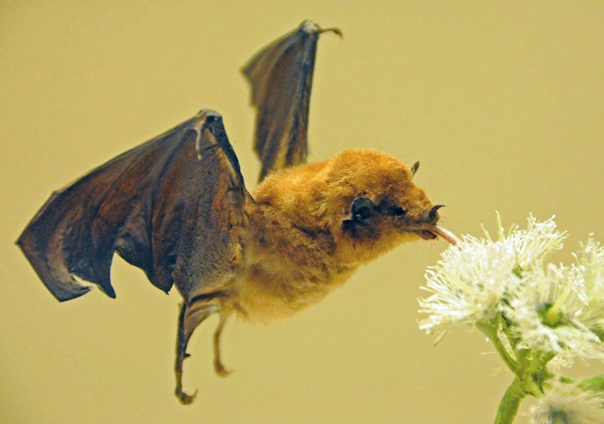 bat-with-flower.jpg