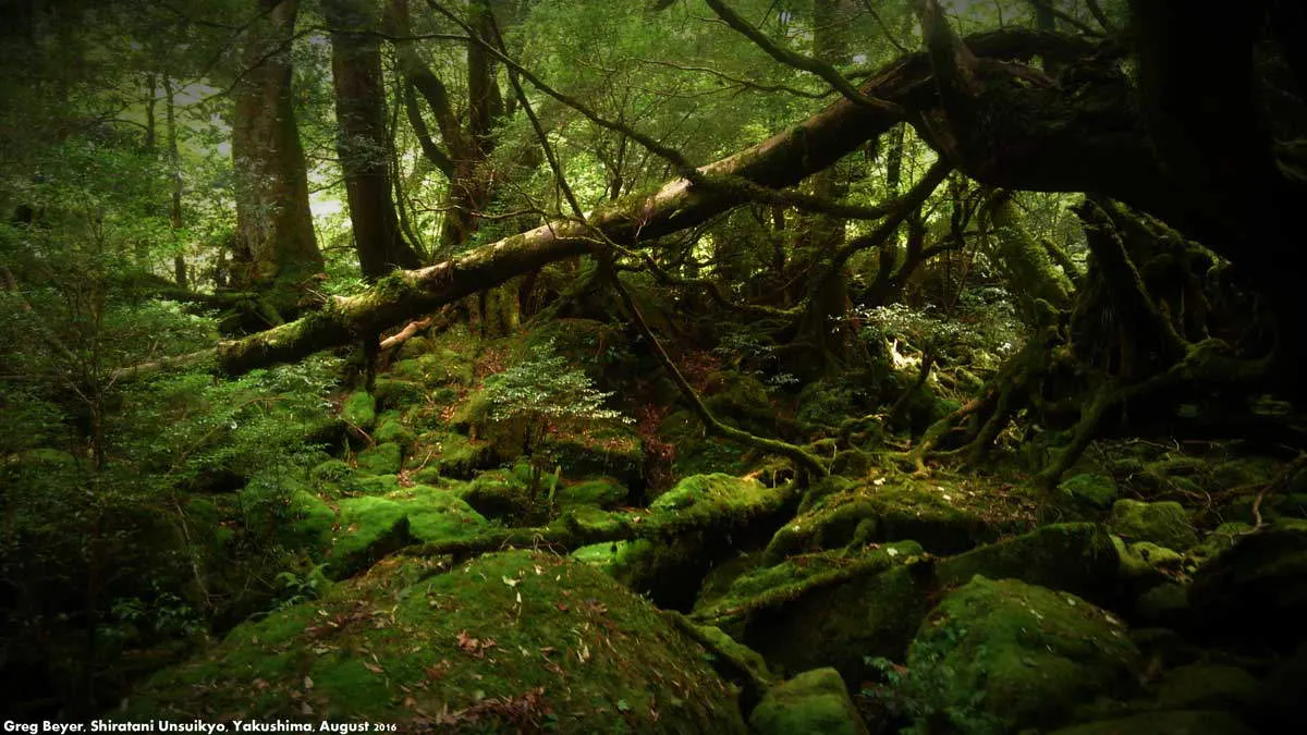 shiratani-unsuikyo-yakushima.jpg