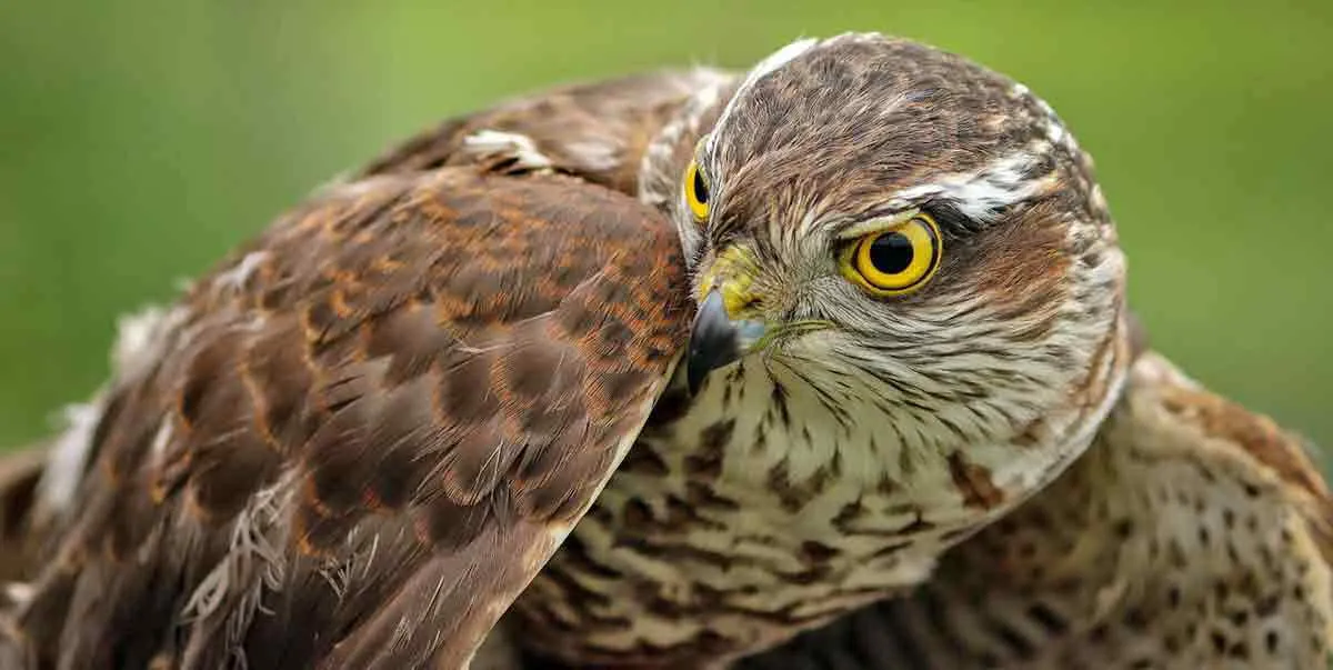 hawk-photo.jpg