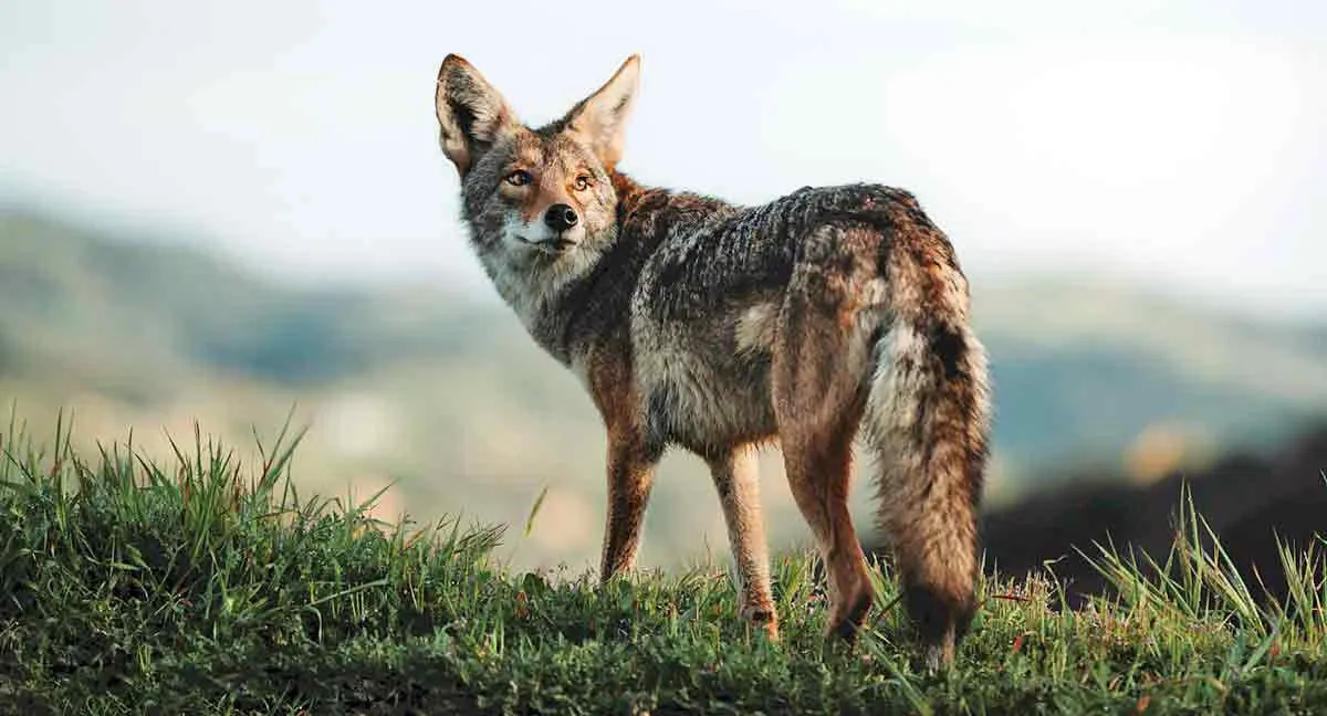 jackal-photo-african-myths.jpg