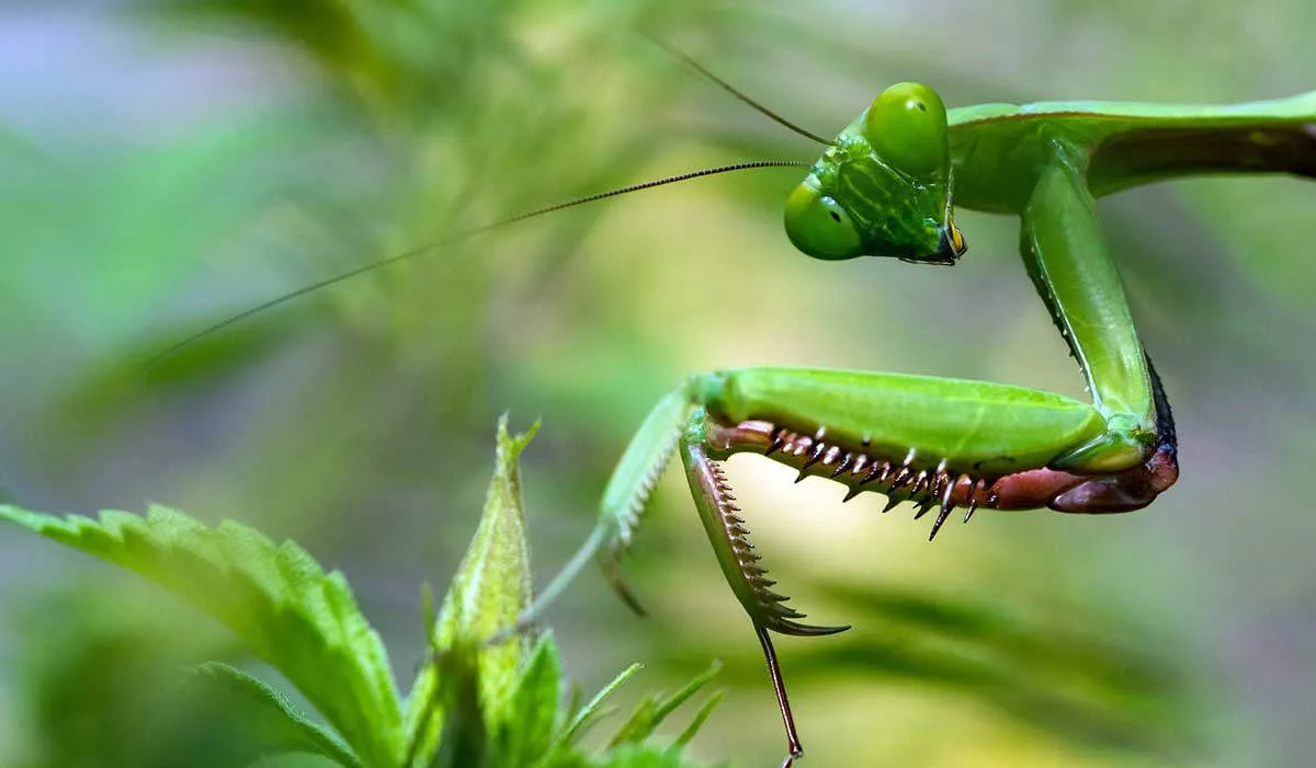 praying-mantis-photo-african-myths.jpg