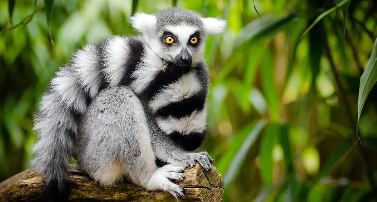 lemur-photo.jpg