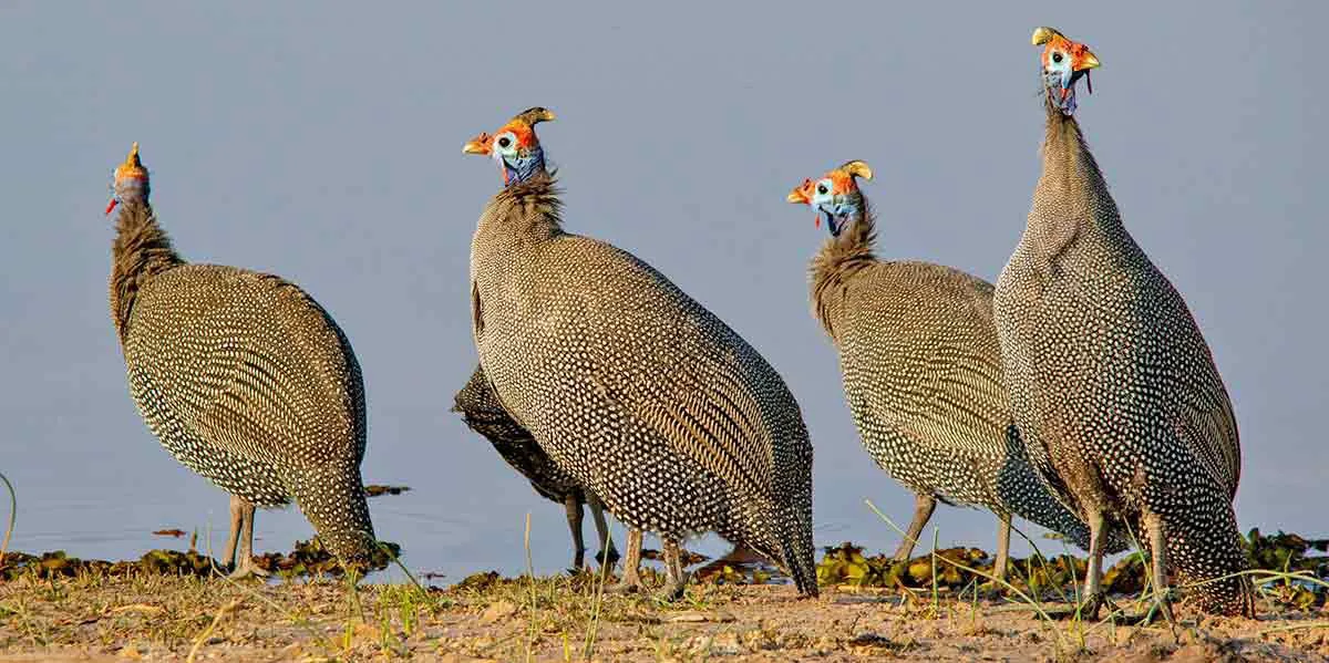 guineafowl-photo-african-myths.jpg