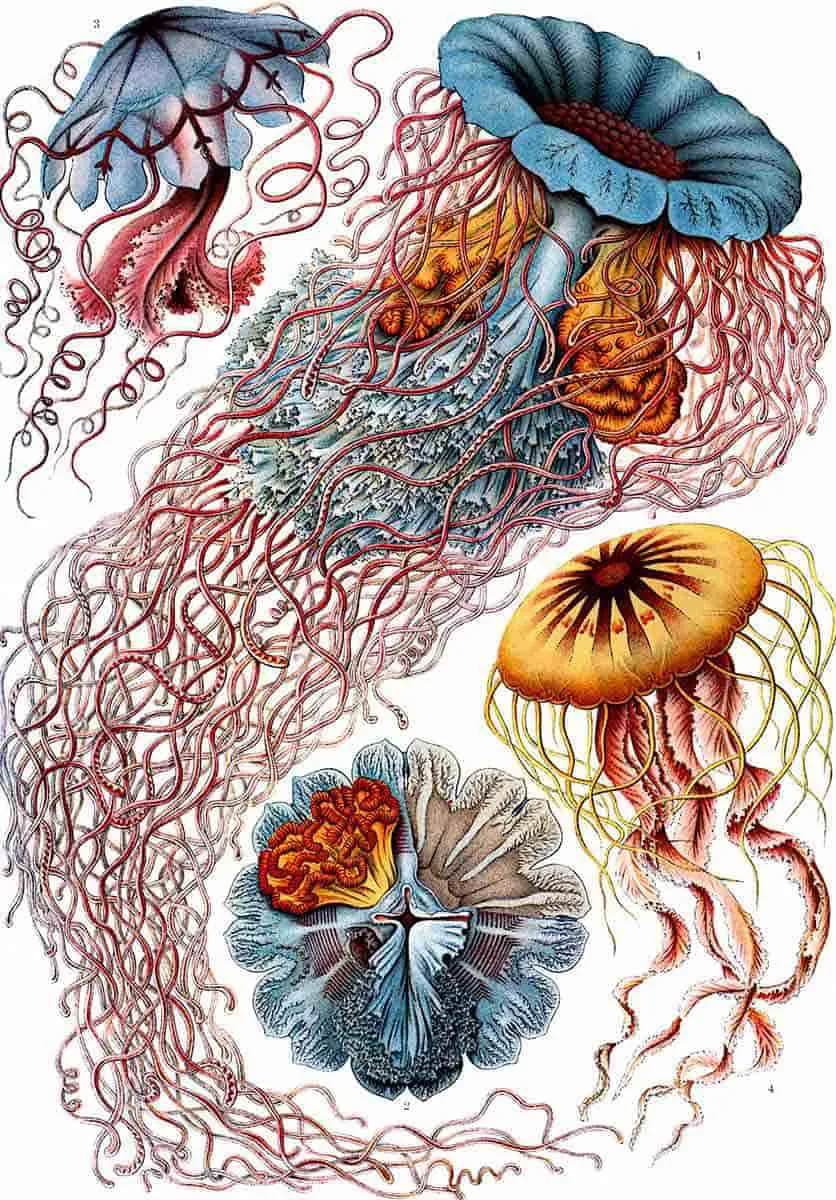 haeckel-medusa-drawing.jpg