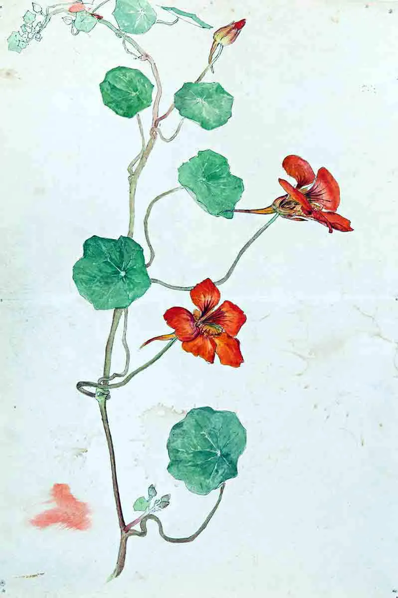 af-klint-botany-drawing.jpg