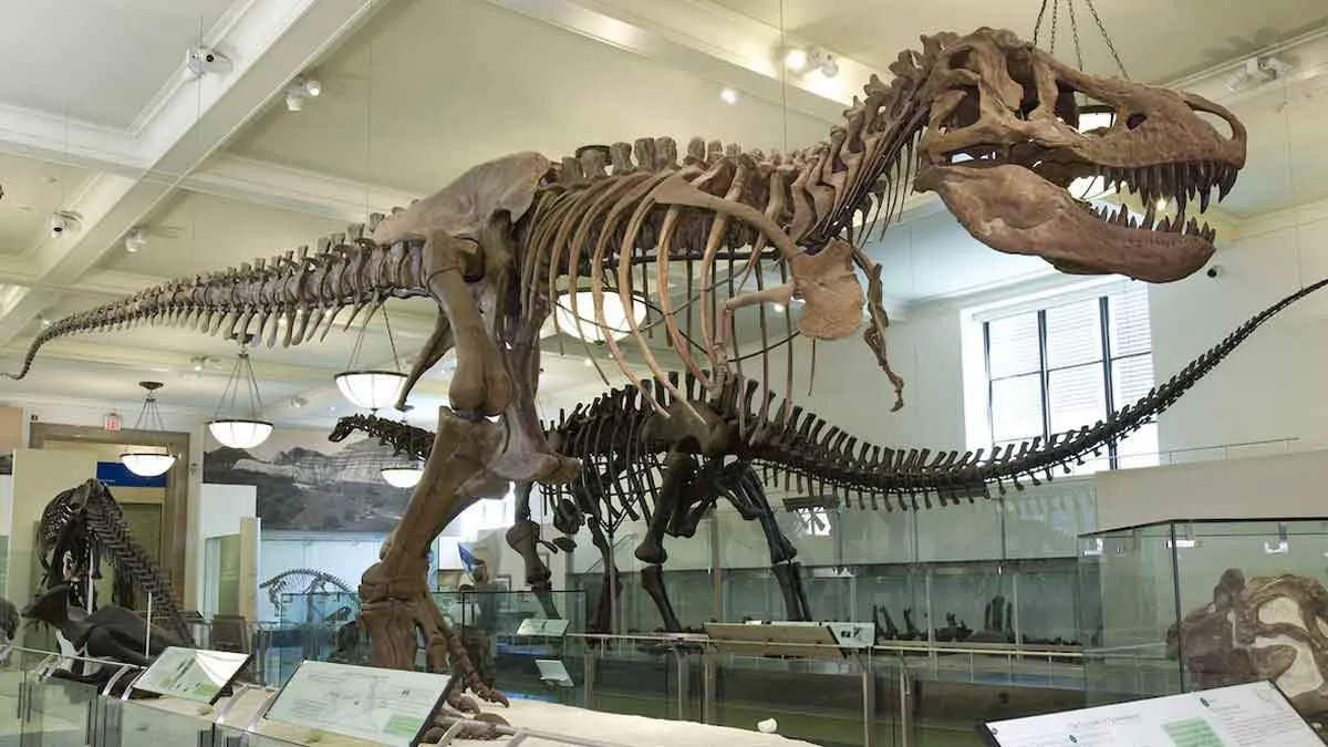 tyranosaurus-rex-natural-history-museum.