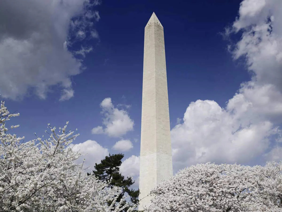 washington-monument-cherry-blossom.jpg