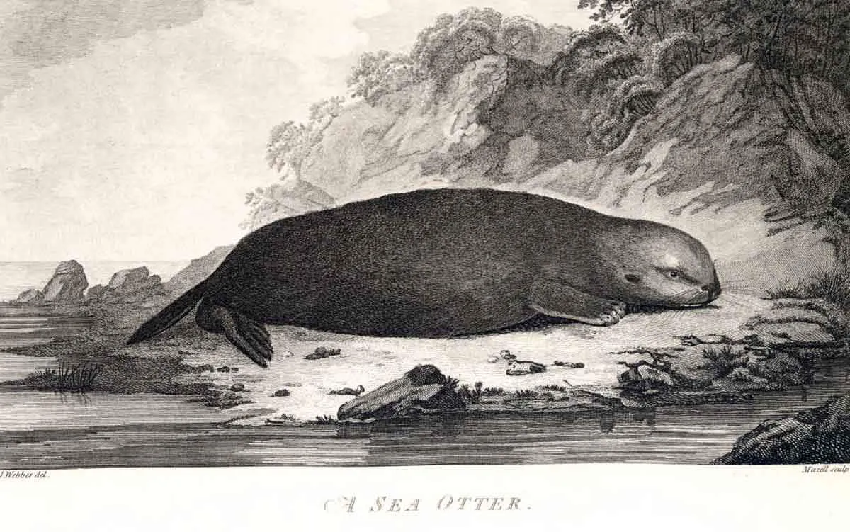 sea-otter-illustration.jpg