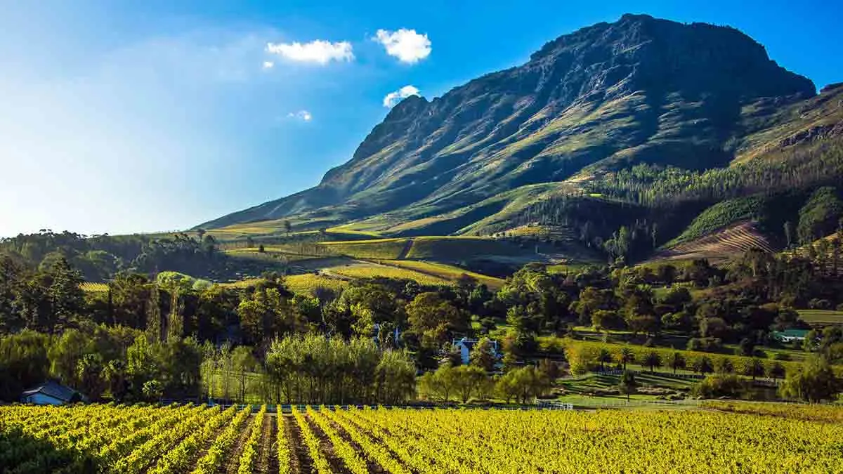 cape-winelands-image.jpg