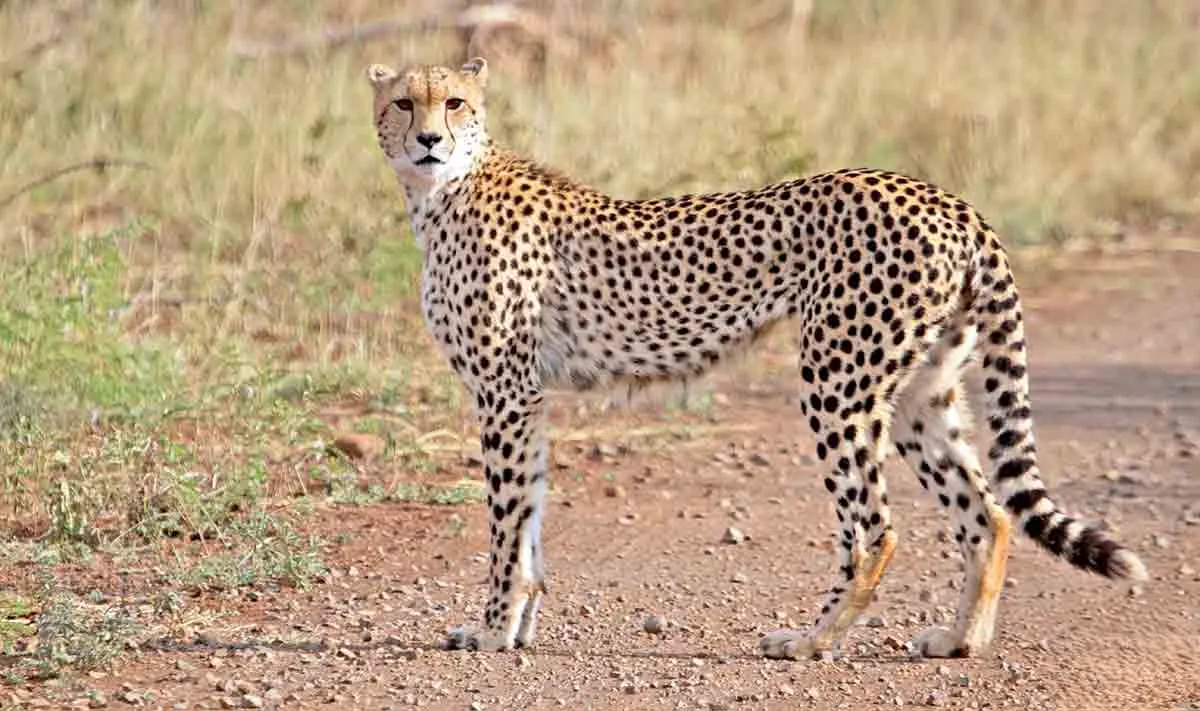 cheetah-kruger-park.jpg