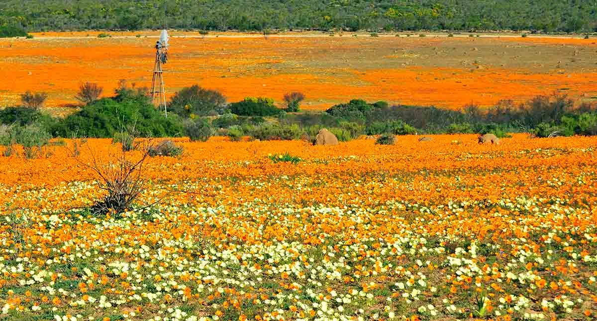 daisies-in-namaqualand.jpg