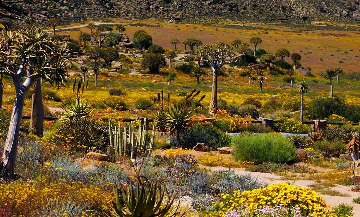 namaqualand-landscape-goegap.jpg