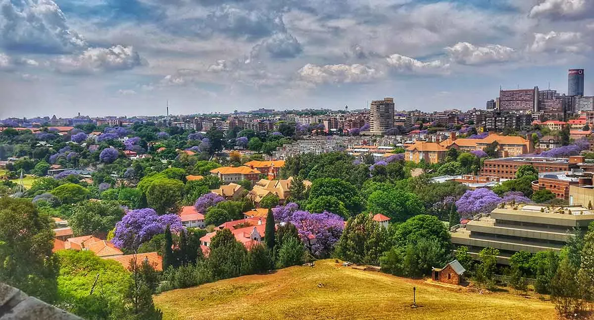 johannesburg-jacaranda-trees.jpg