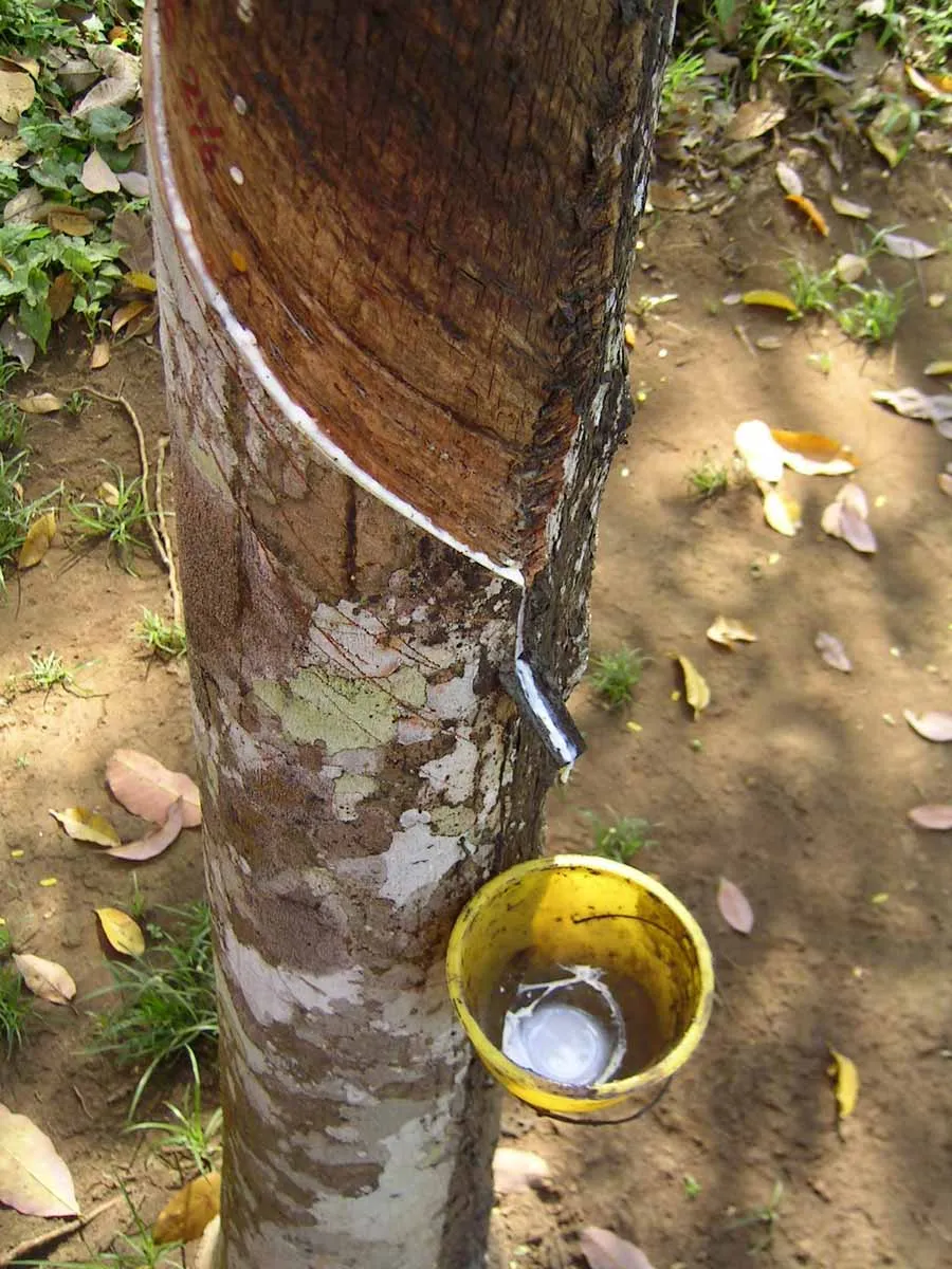 extraction-of-rubber-from-tree.jpg