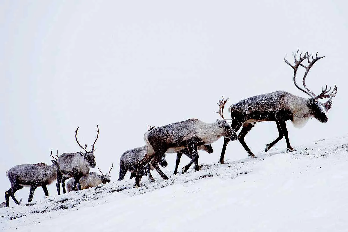 caribou-in-snow.jpg