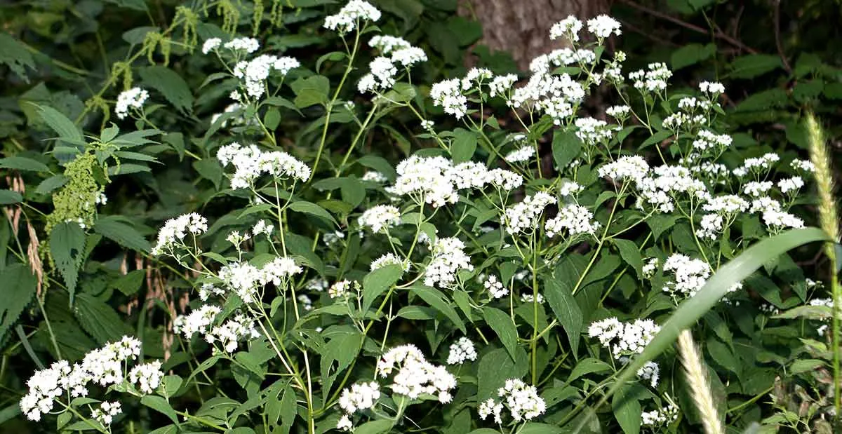 white snake root