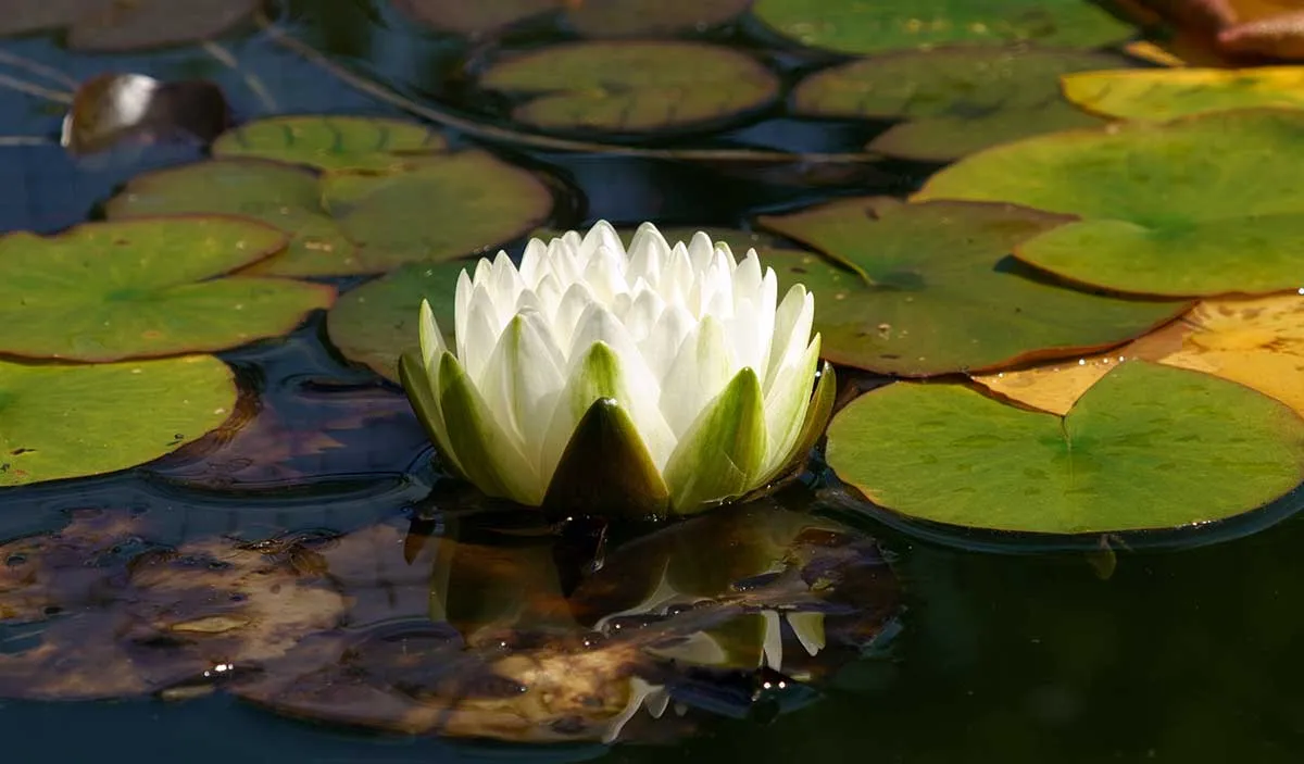 water lily