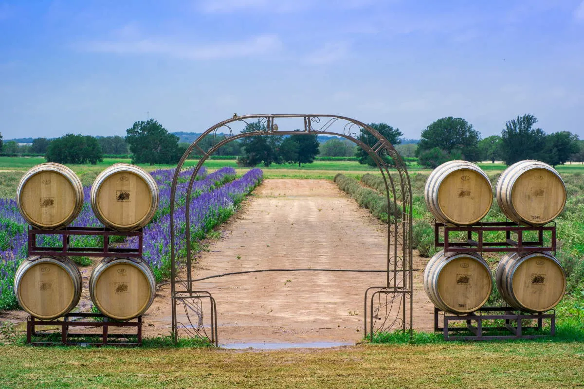 becker vineyard lavender field fredericksburg texas