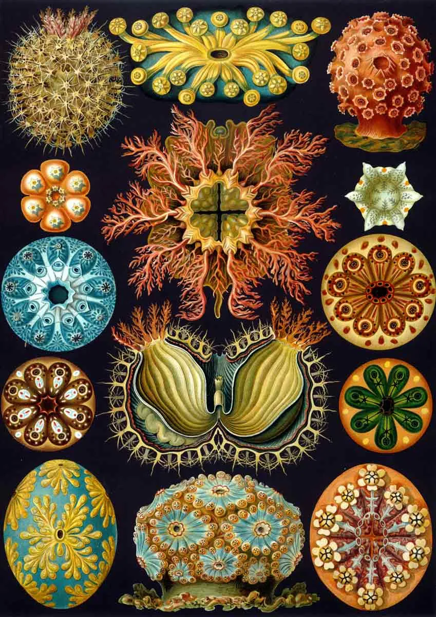 haeckel ascidiacea lithograph