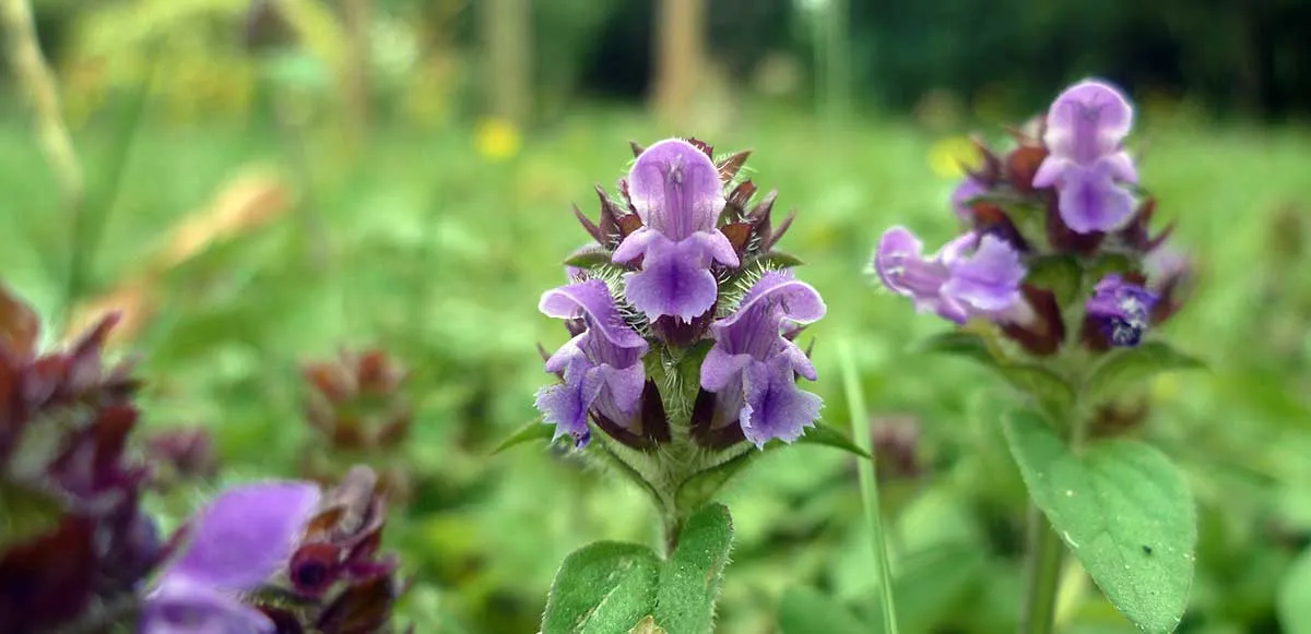 Prunella vulgaris heal all photo