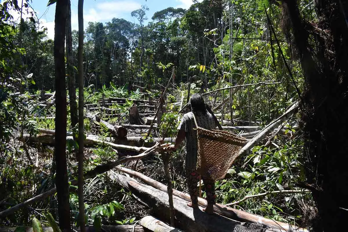 man collecting in chagra