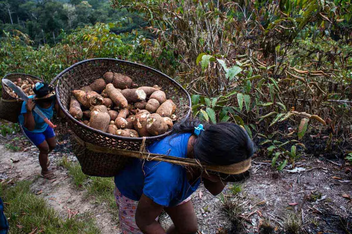 women harvesting yuca chagra