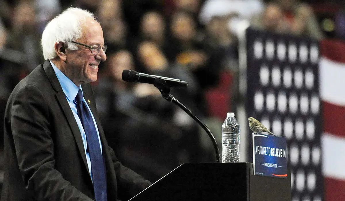 bernie sanders bird on podium