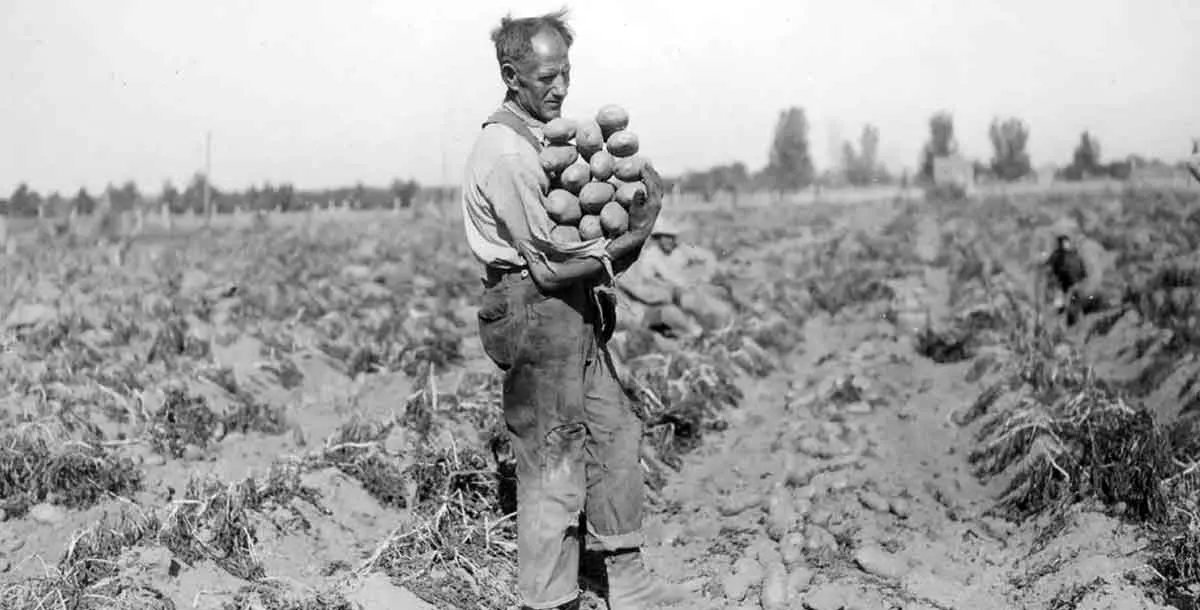 potato harvest powell butte oregon 1930