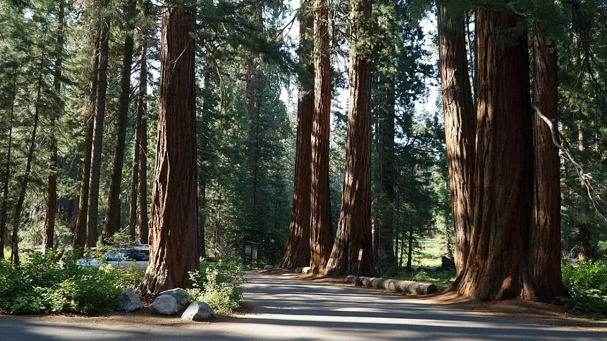 giant forest sequoia national park california