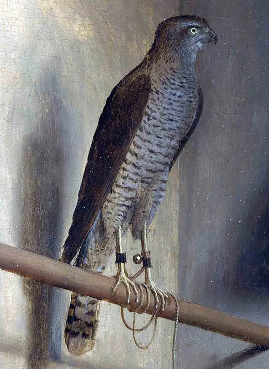 sparrowhawk by jacopo barbari