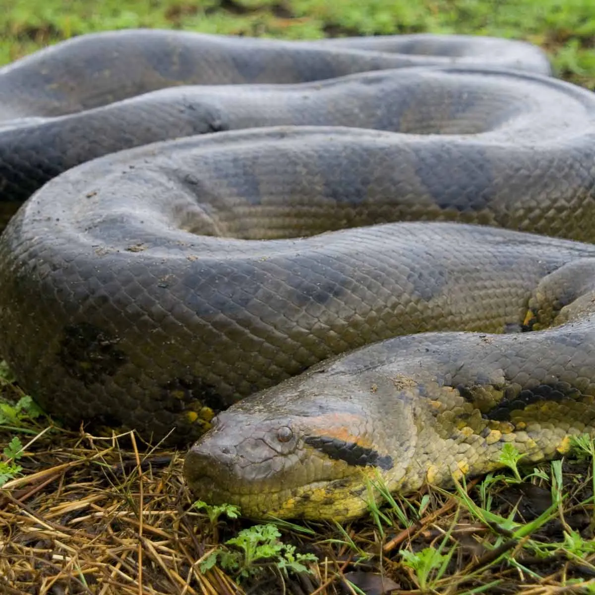 green anaconda_thumb_square