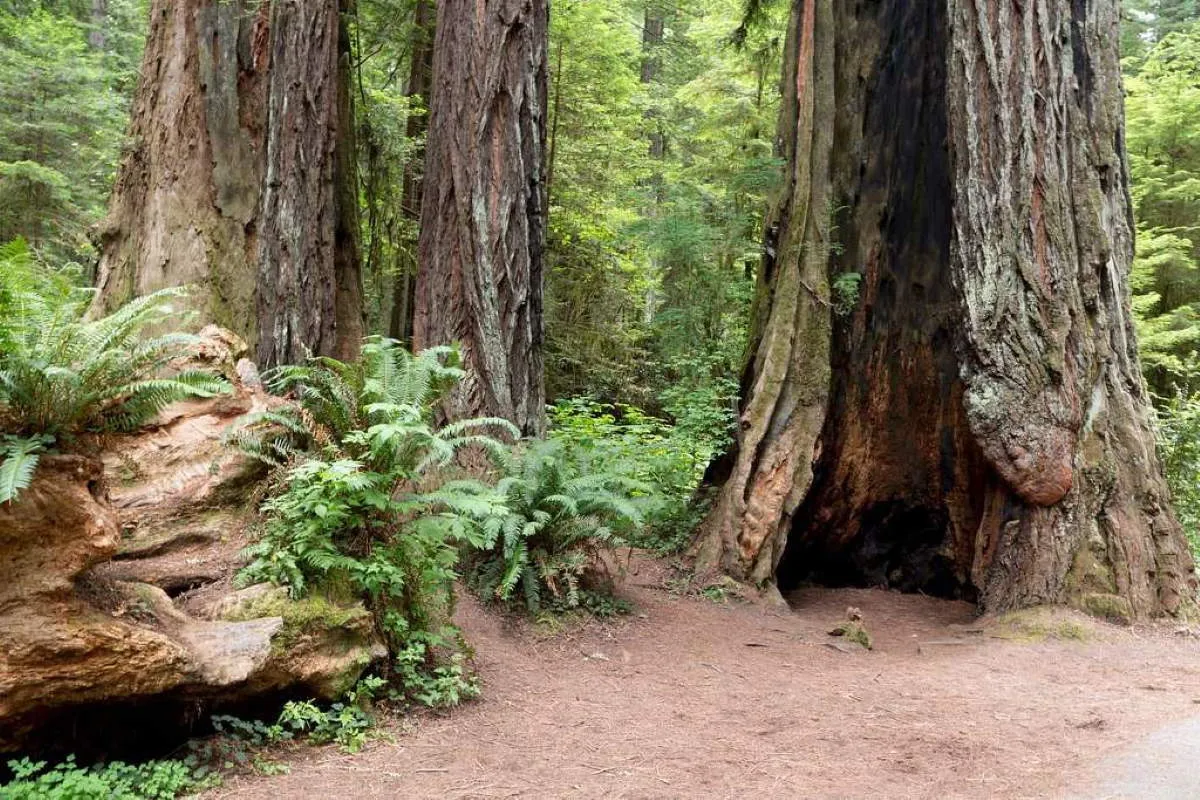 redwood national state parks northern california