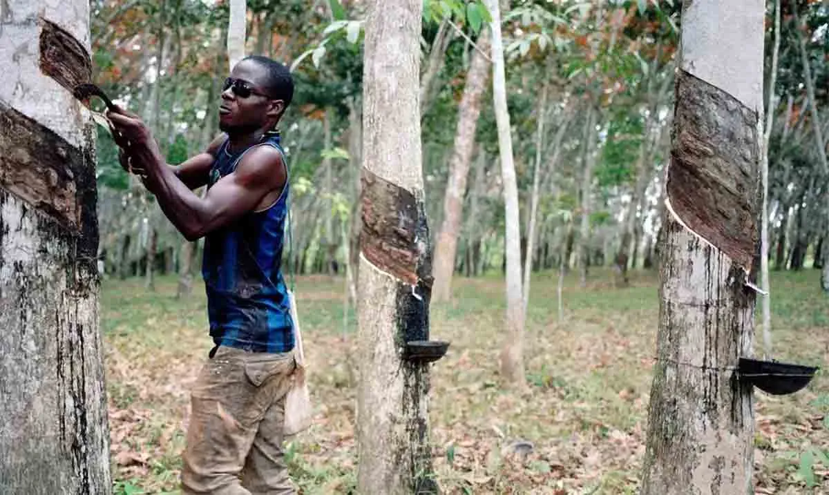 fordlandia rubber harvest