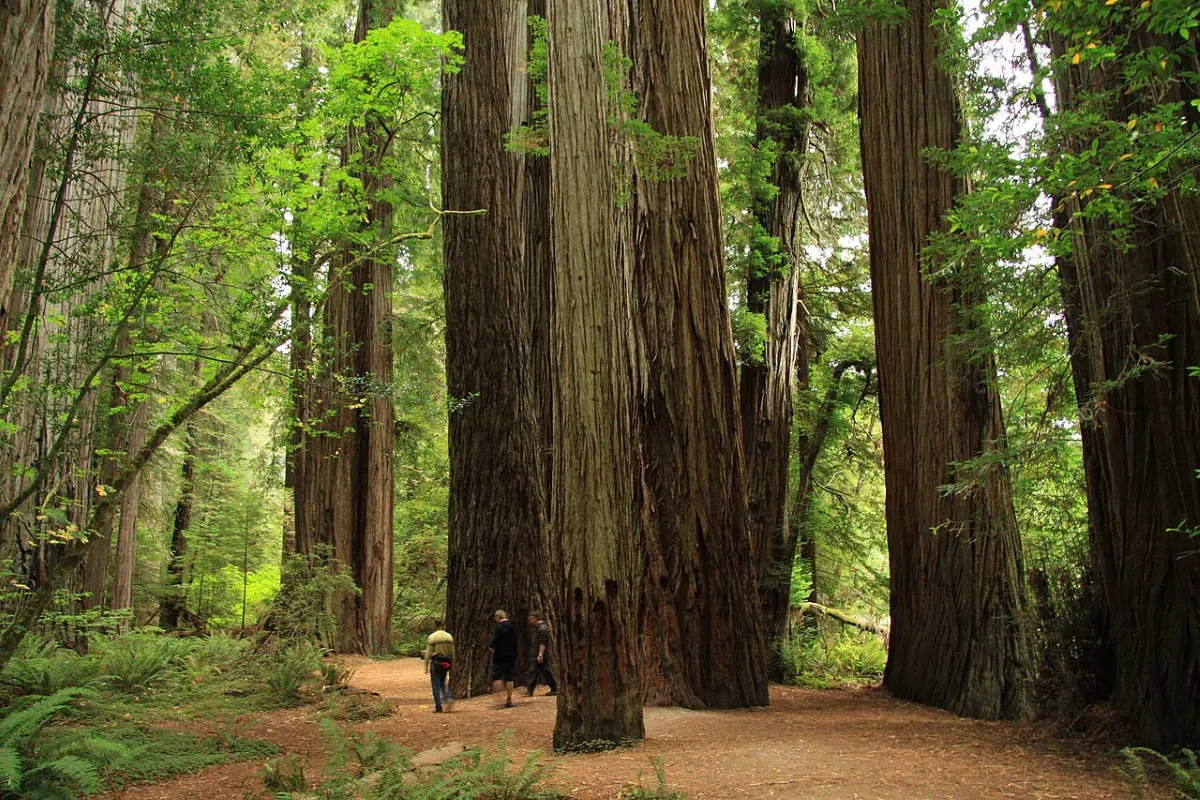 jedediah smith redwoods state park california