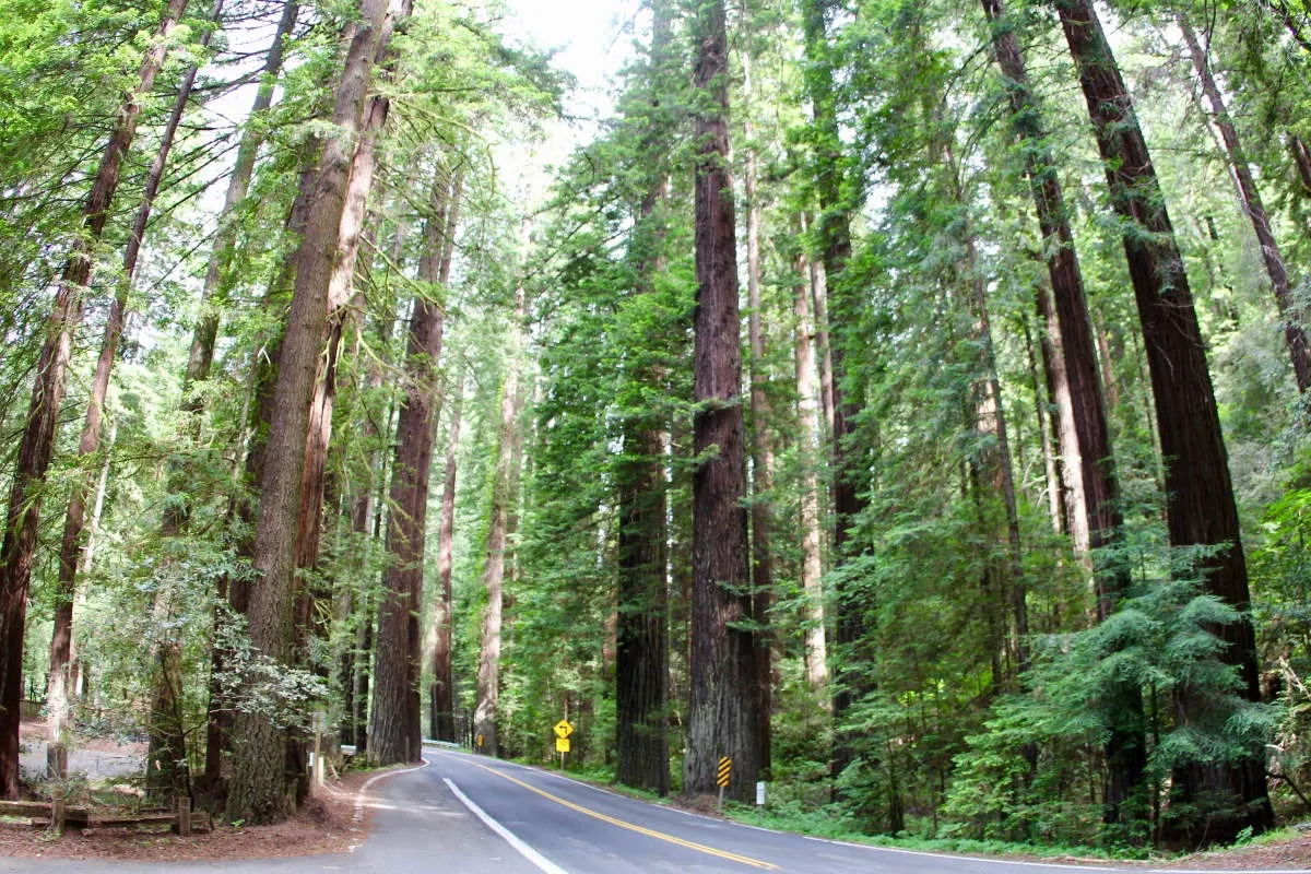 grizzly creek redwoods state park california