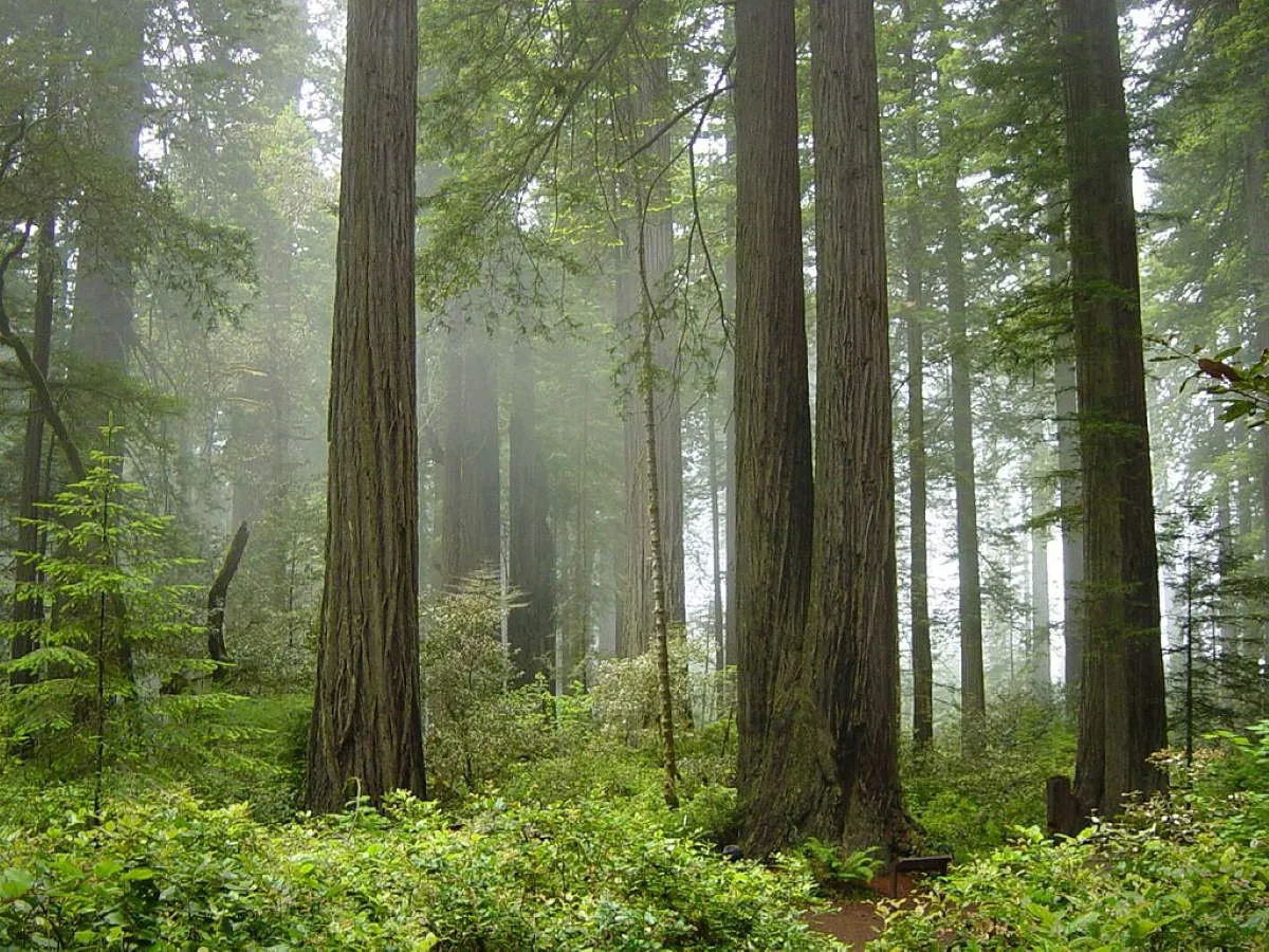 redwood national park california