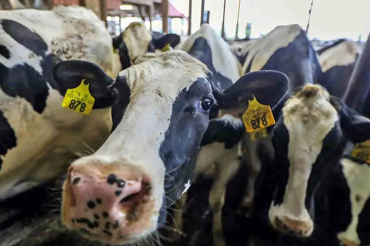 fordlandia photo cows