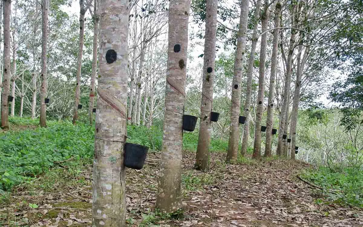 fordlandia rubber tree