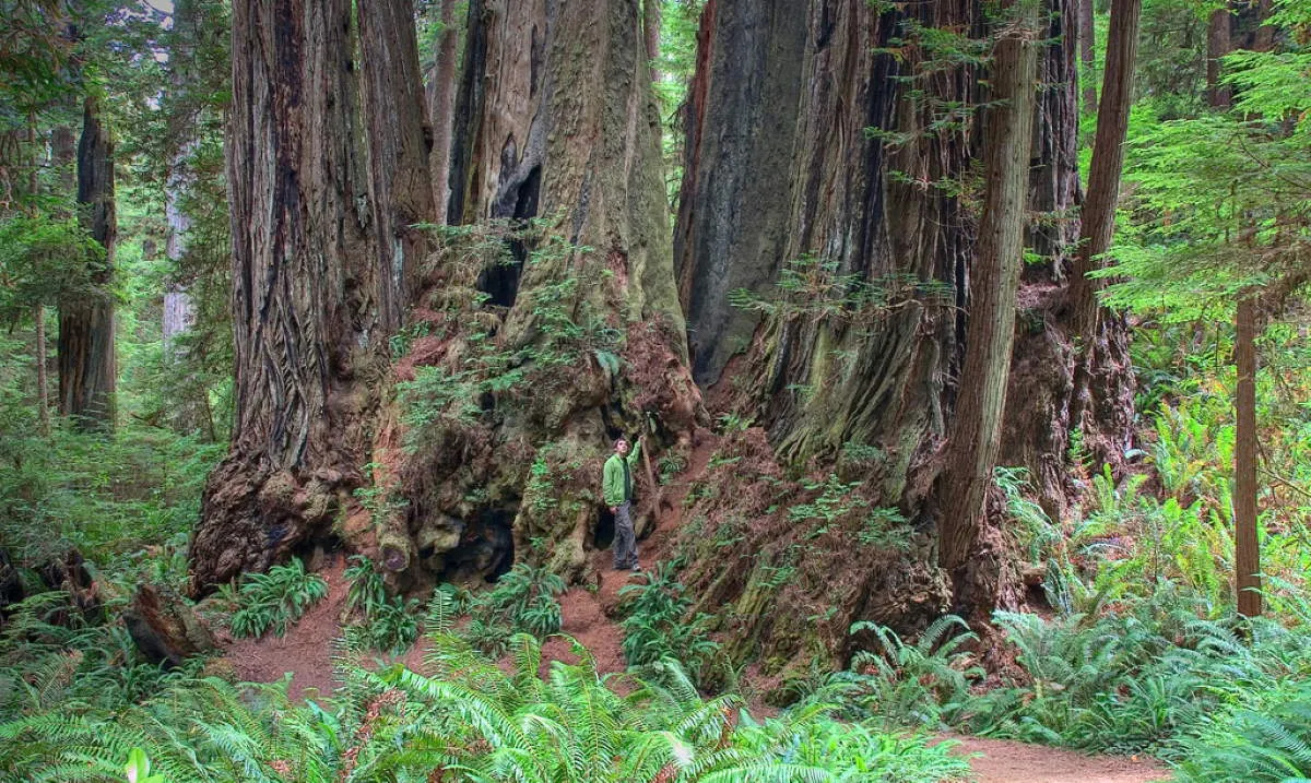 prairie creek redwoods state park california