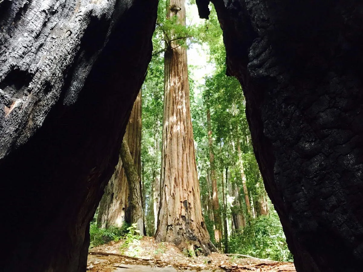 big basin redwoods state park california