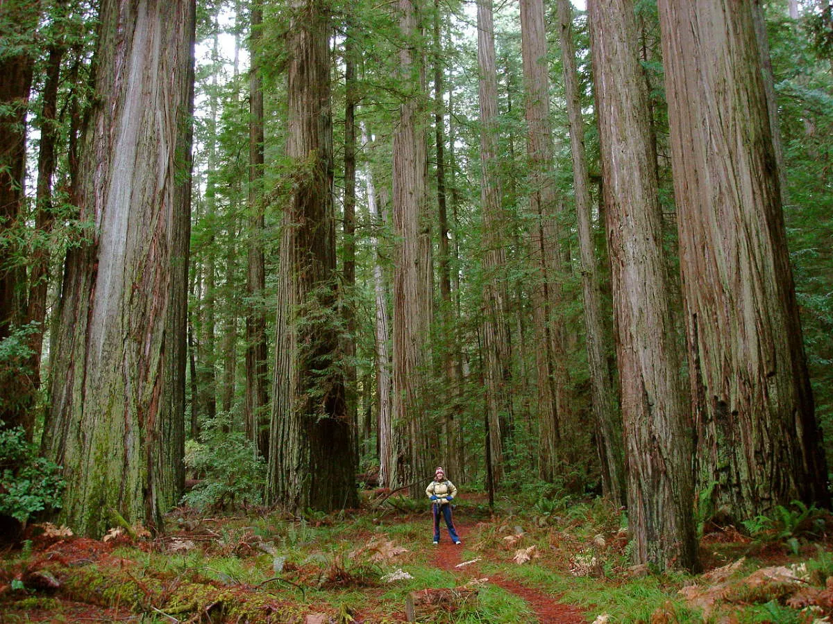 ancient redwoods humboldt state park california