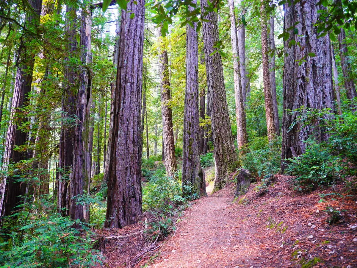 alfred a loeb state park oregon