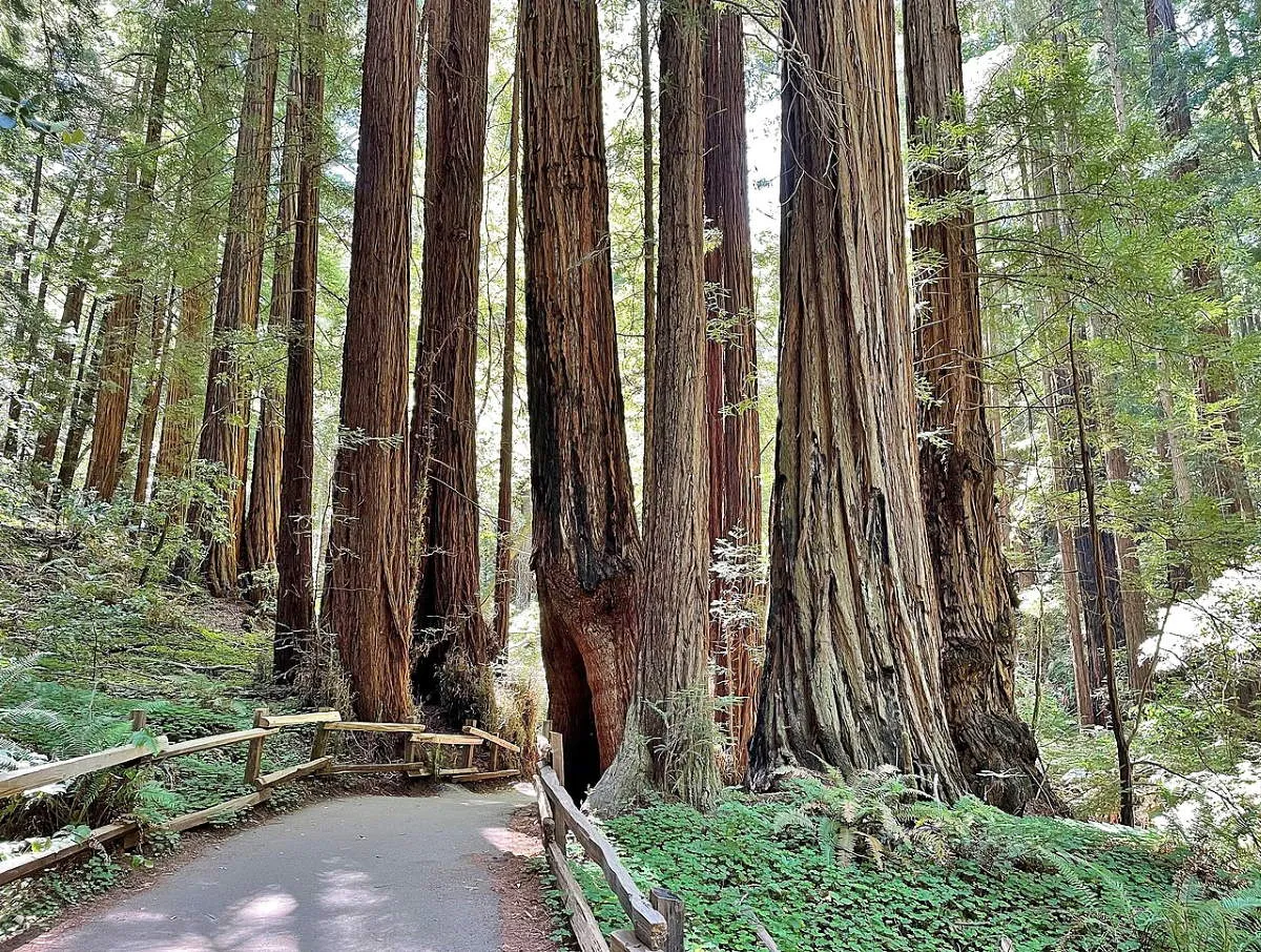 redwood trees muir woods national monument