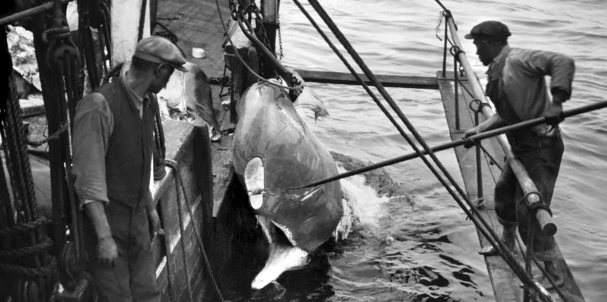 whale ship processing nantucket