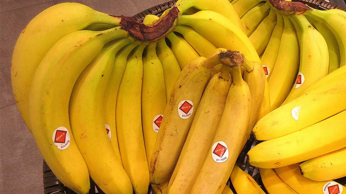 united fruit bananas