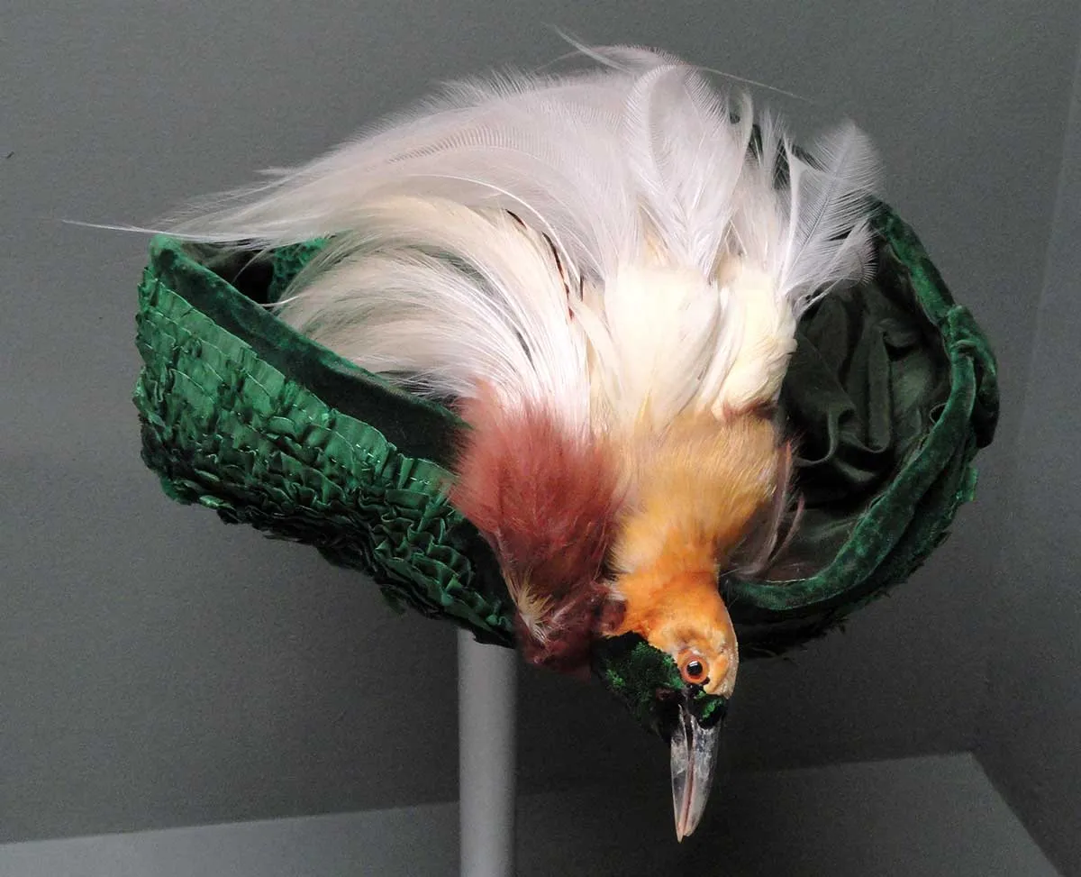 victorian age edwardian bird hat