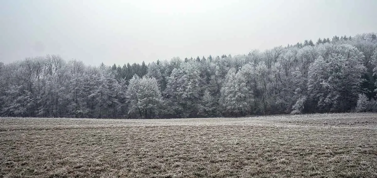 Frosty landscape