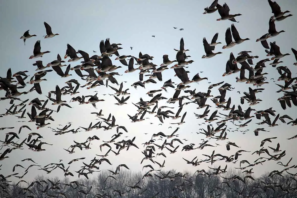 flock birds flying