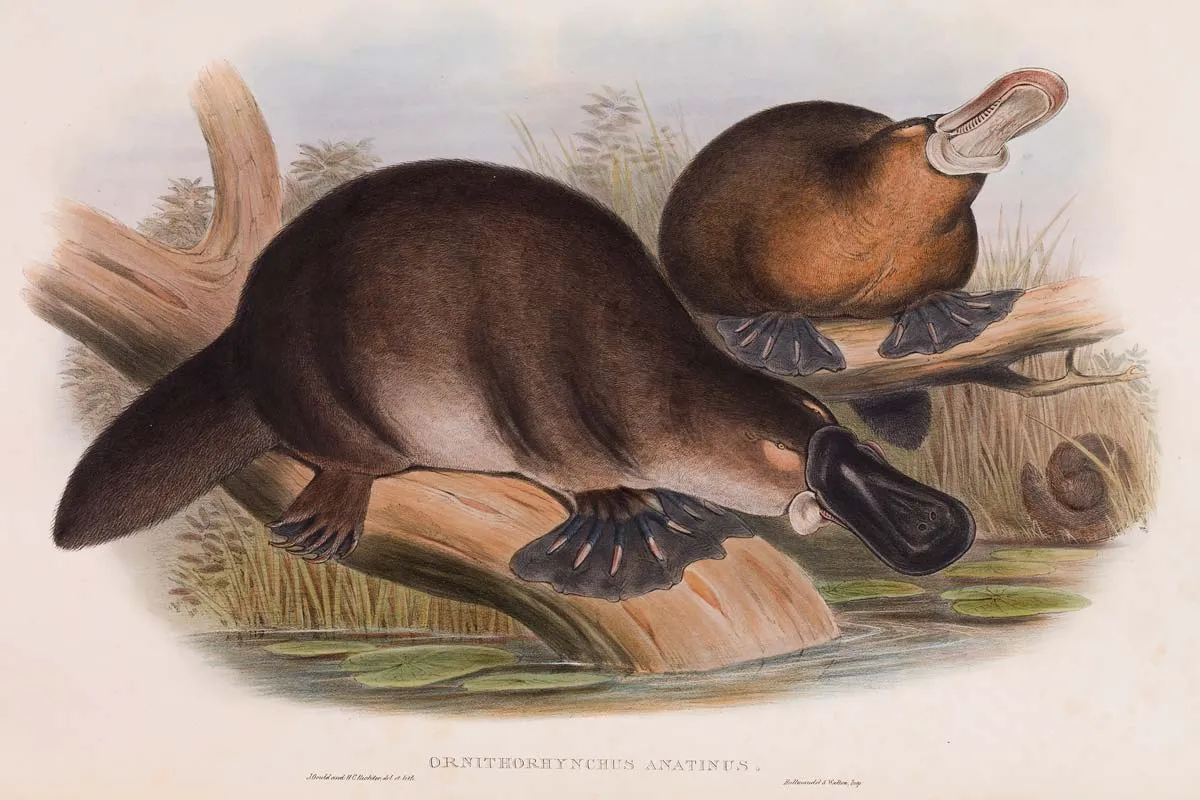 platypus australia victoria