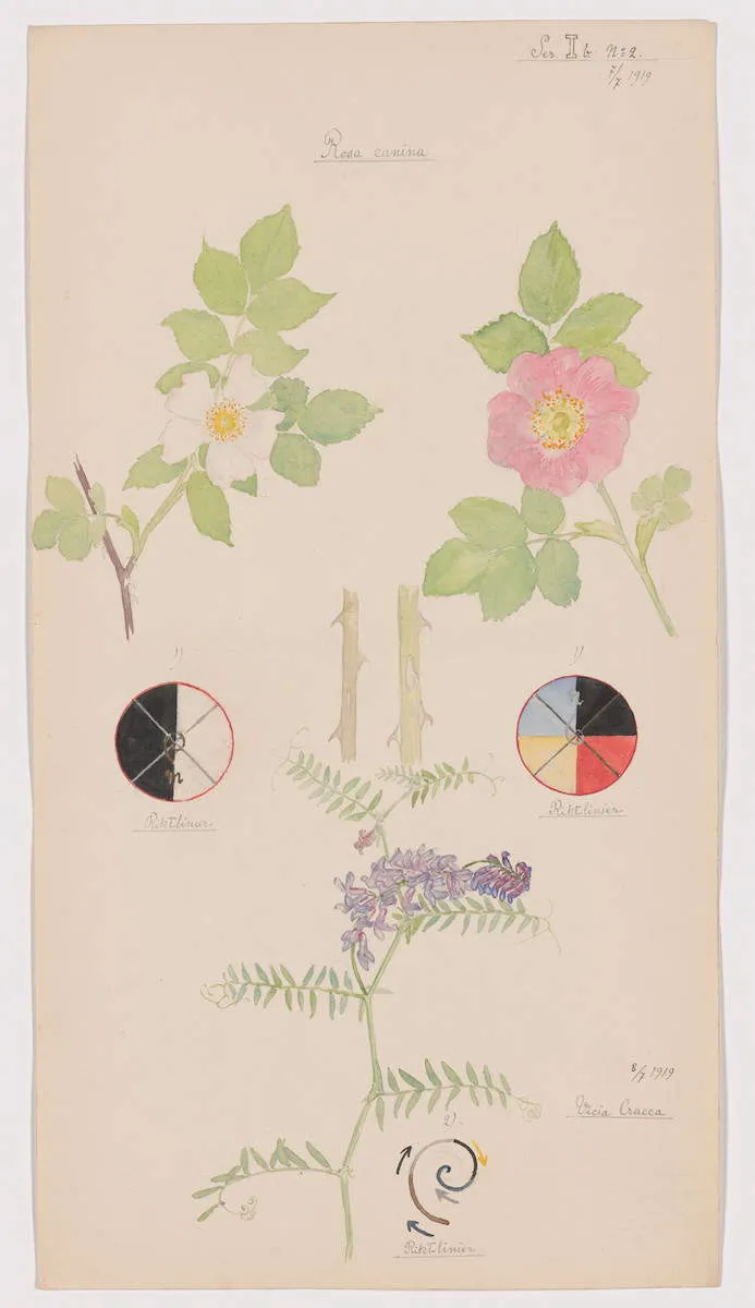 Rosa canina (Dog Rose), Rosa dumalis (Glaucous Dog Rose), Vicia cracca (Bird Vetch) from the portfolio Nature Studies by Hilma af Klint, 1919. Source: Museum of Modern Art, New York.